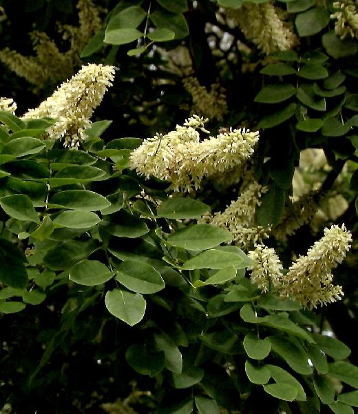 Maackia amurensis